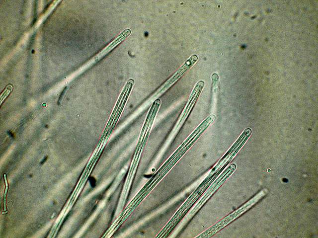 Cordyceps spec.